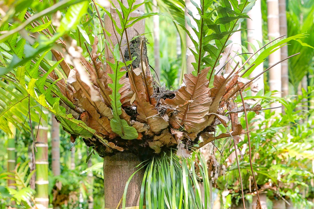 Trồng dược liệu “leo” thân cau: Mở lối kinh tế xanh từ triền đồi xứ Thanh