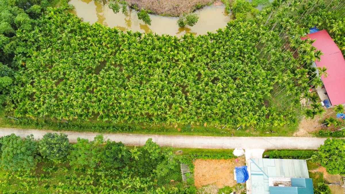 Trồng dược liệu “leo” thân cau: Mở lối kinh tế xanh từ triền đồi xứ Thanh