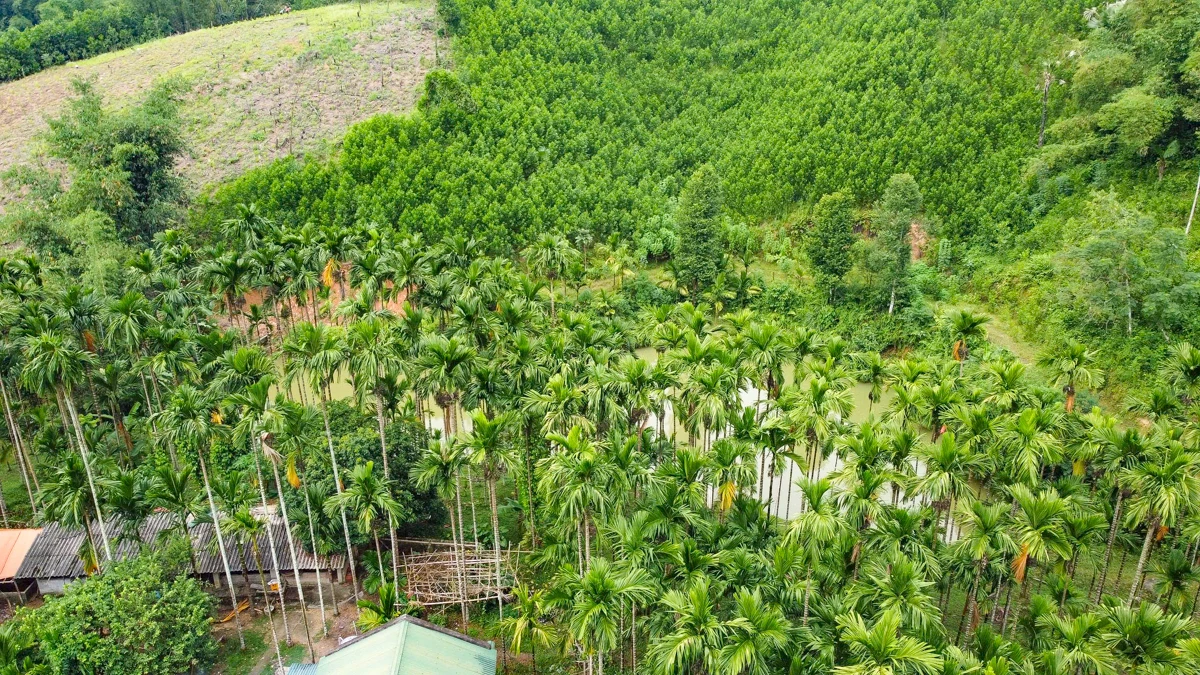 Trồng dược liệu “leo” thân cau: Mở lối kinh tế xanh từ triền đồi xứ Thanh