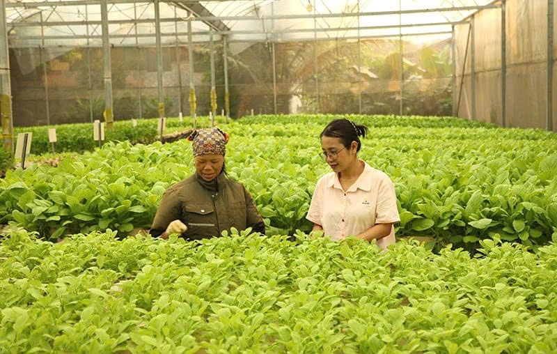 “Gieo” giấc mơ xanh từ nông nghiệp