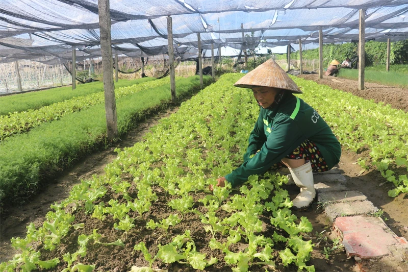 Giảm áp lực cho tiêu thụ nông sản từ sản xuất rải vụ, trái vụ