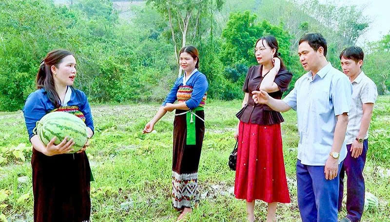 Chuyển đổi cây trồng bền vững trên đất đồi