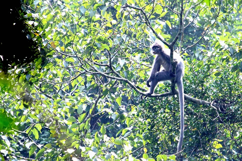 Bảo tồn tính đa dạng sinh học ở Vườn quốc gia Xuân Liên