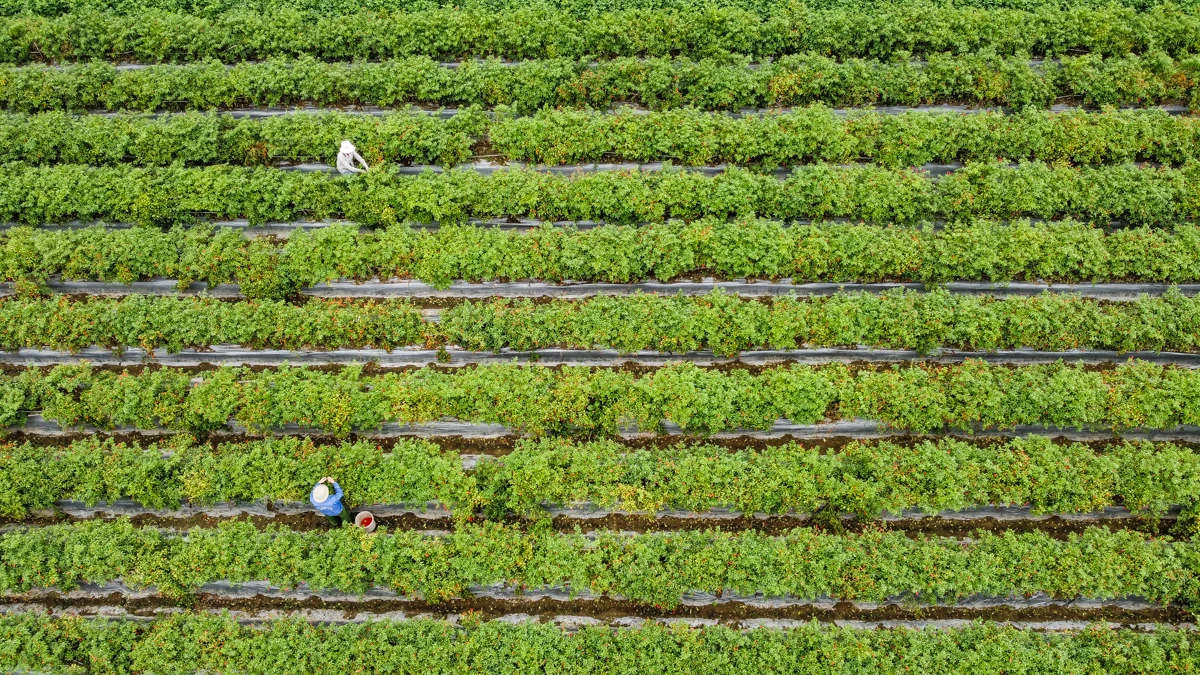 Mùa ớt chín đỏ - canh cánh nỗi lo...