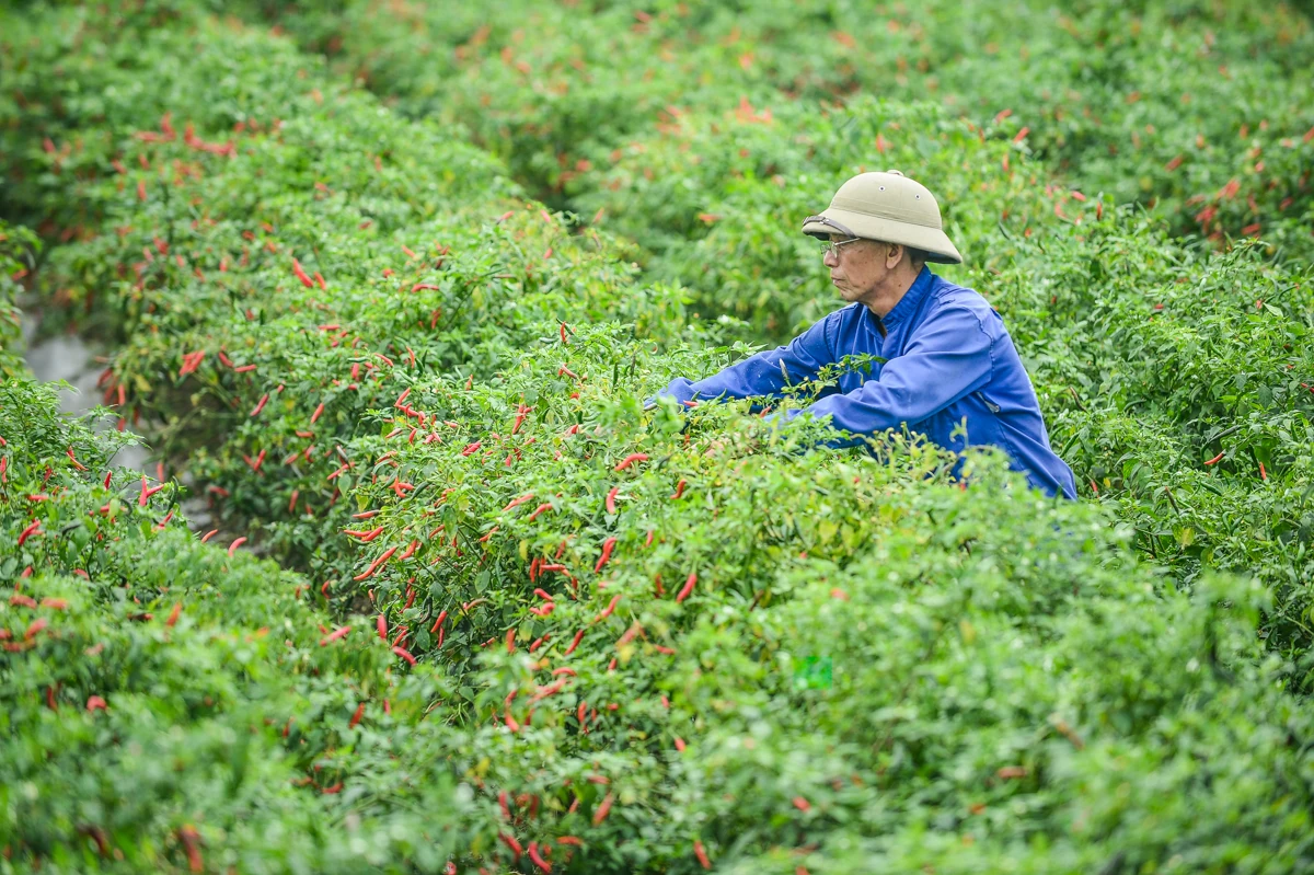 Mùa ớt chín đỏ - canh cánh nỗi lo...