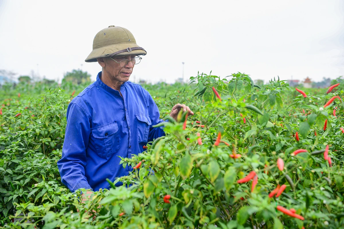 Mùa ớt chín đỏ - canh cánh nỗi lo...