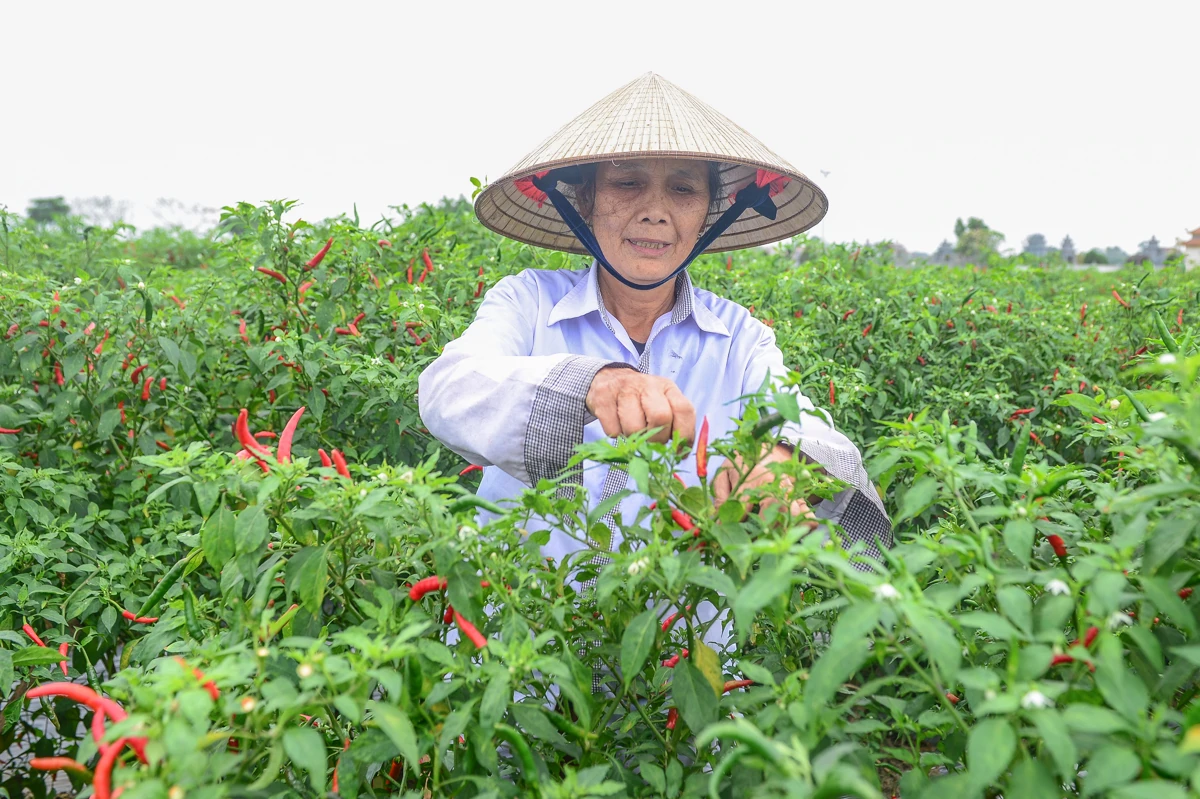 Mùa ớt chín đỏ - canh cánh nỗi lo...