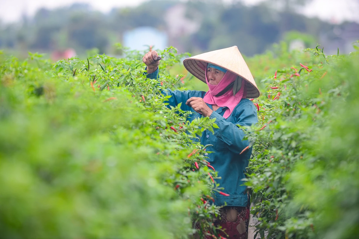 Mùa ớt chín đỏ - canh cánh nỗi lo...