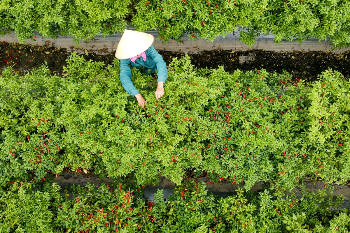 Mùa ớt chín đỏ - canh cánh nỗi lo...