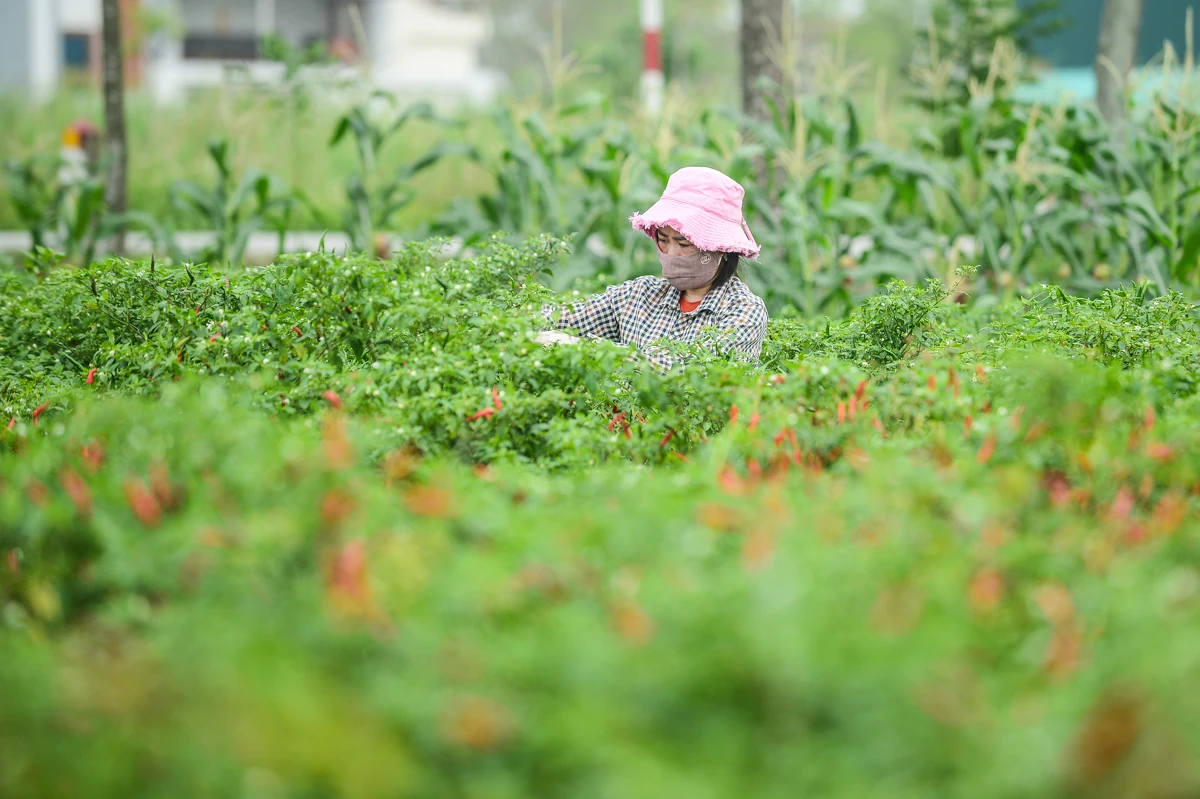 Mùa ớt chín đỏ - canh cánh nỗi lo...