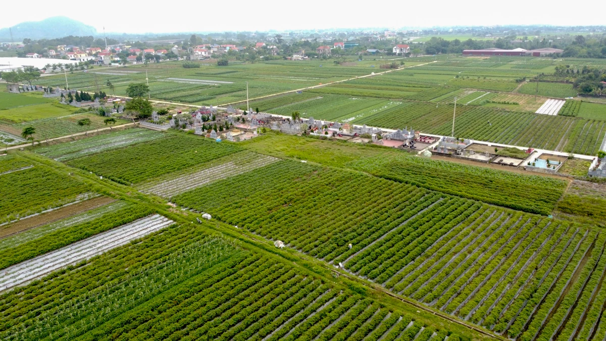 Mùa ớt chín đỏ - canh cánh nỗi lo...