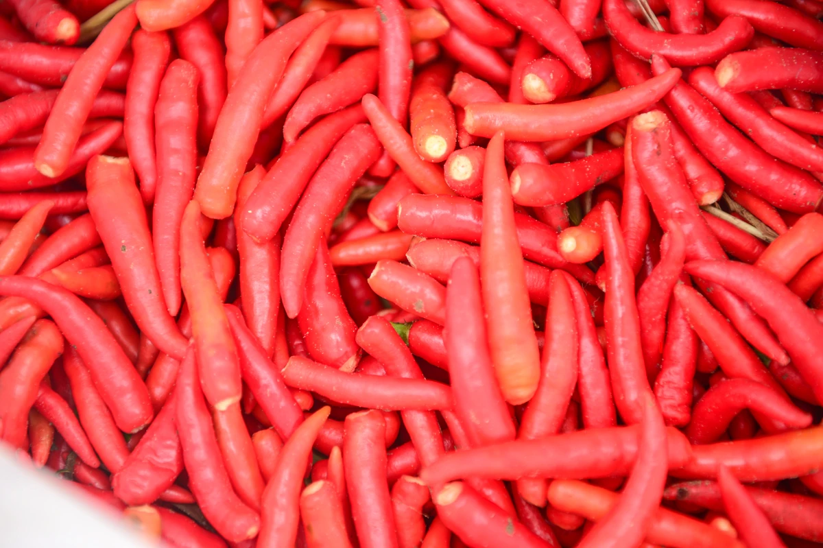 Mùa ớt chín đỏ - canh cánh nỗi lo...