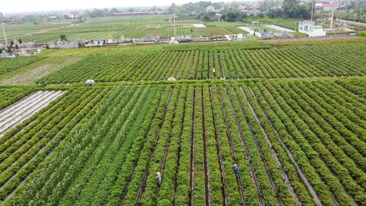 Mùa ớt chín đỏ - canh cánh nỗi lo...