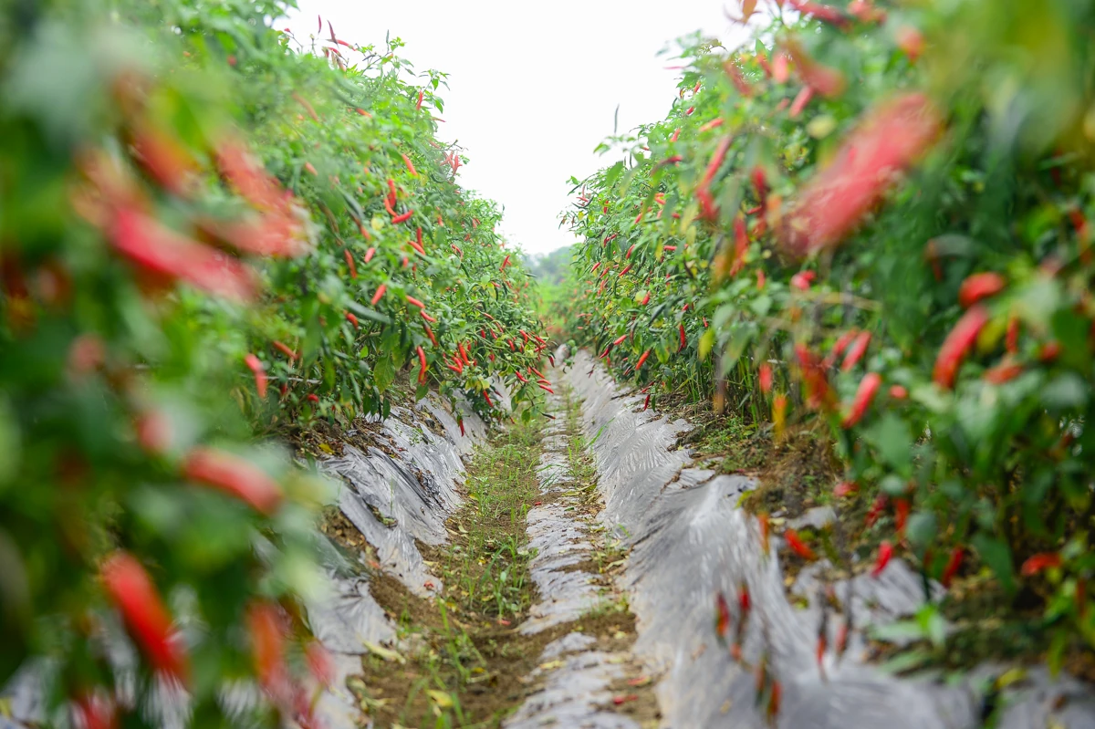 Mùa ớt chín đỏ - canh cánh nỗi lo...