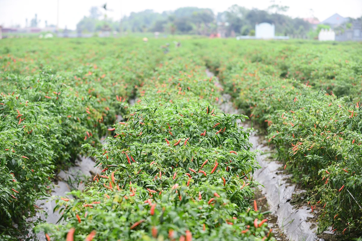 Mùa ớt chín đỏ - canh cánh nỗi lo...