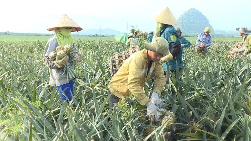 Nông dân Thanh Hóa được mùa dứa