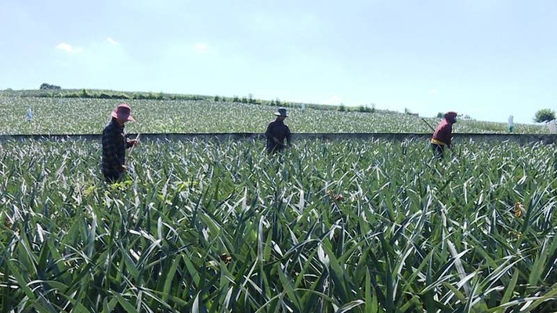 Nông dân Thanh Hóa được mùa dứa