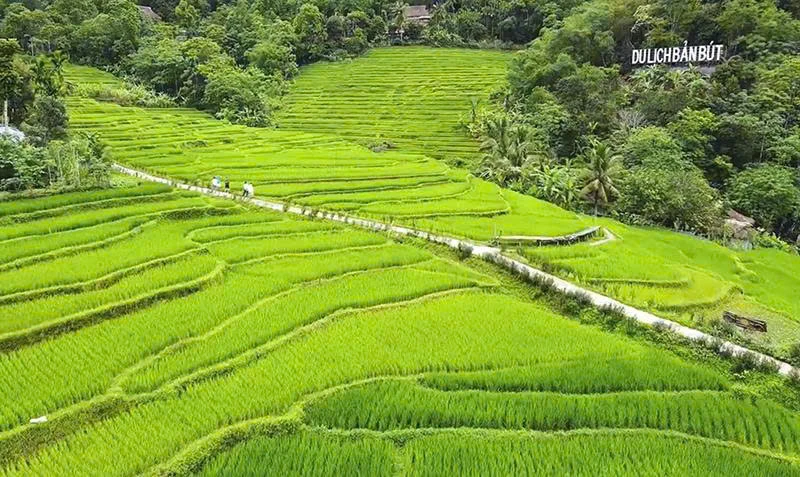 Quy hoạch vùng lúa chất lượng cao tạo nền tảng sản xuất quy mô lớn