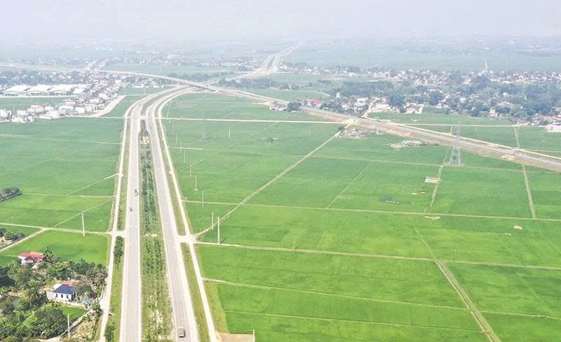 Quy hoạch vùng lúa chất lượng cao tạo nền tảng sản xuất quy mô lớn