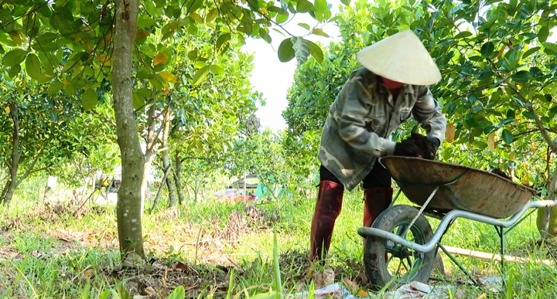 Nông nghiệp tuần hoàn - giải pháp hữu hiệu giữa “bão giá đầu vào”
