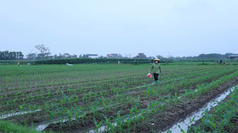 Thiết kế chính sách nông nghiệp với tầm nhìn dài hạn