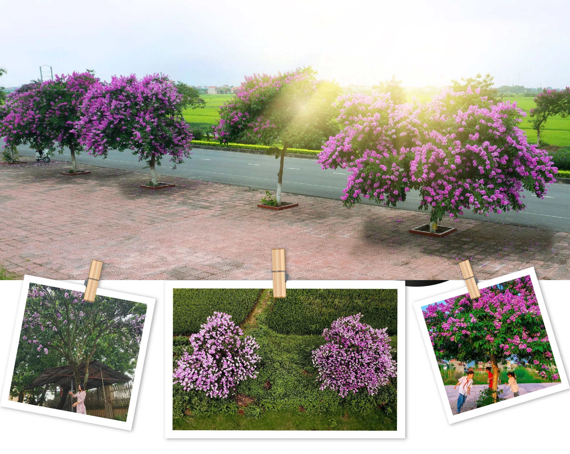 [E-Magazine]: Mùa tím