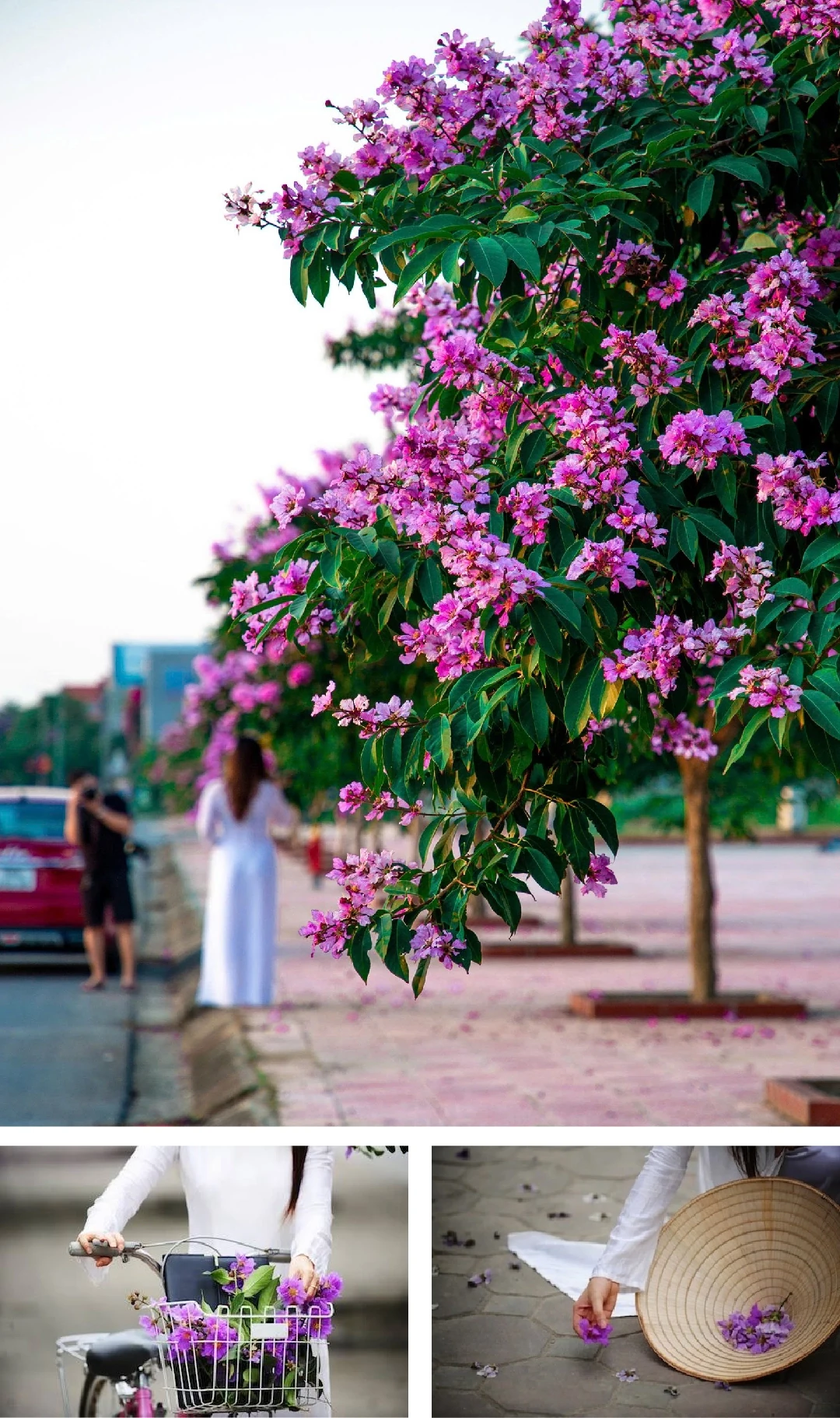 [E-Magazine]: Mùa tím