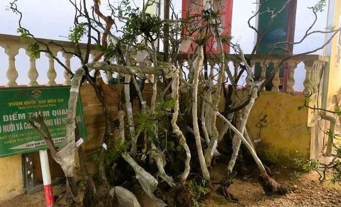 Phát hiện, thu giữ 122 cây muội hồng tại vườn một nhà dân