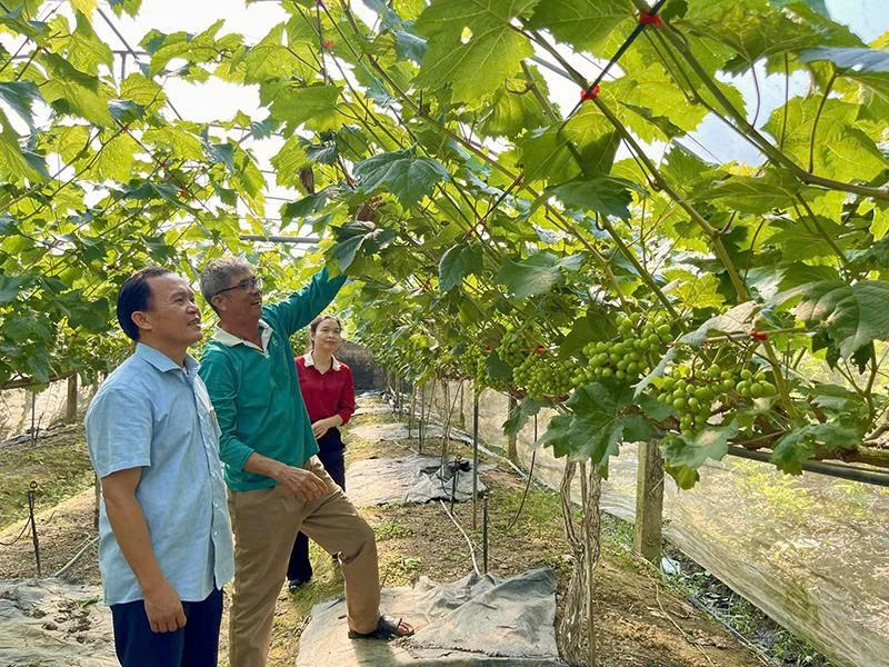 Hiệu quả các mô hình kinh tế của cựu chiến binh