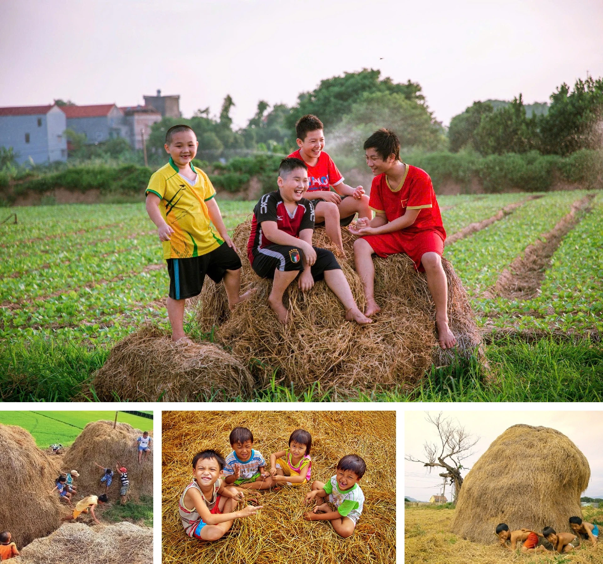 [E-Magazine]: Ký ức rơm vàng