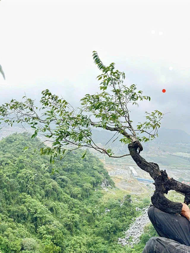 Xử lý nghiêm các hành vi khai thác, vận chuyển, mua bán cây muội hồng trái phép