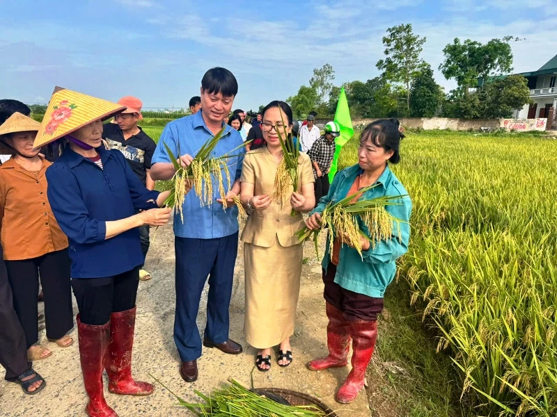 Hiệu quả giống lúa mới trên “cánh đồng công nghệ số”