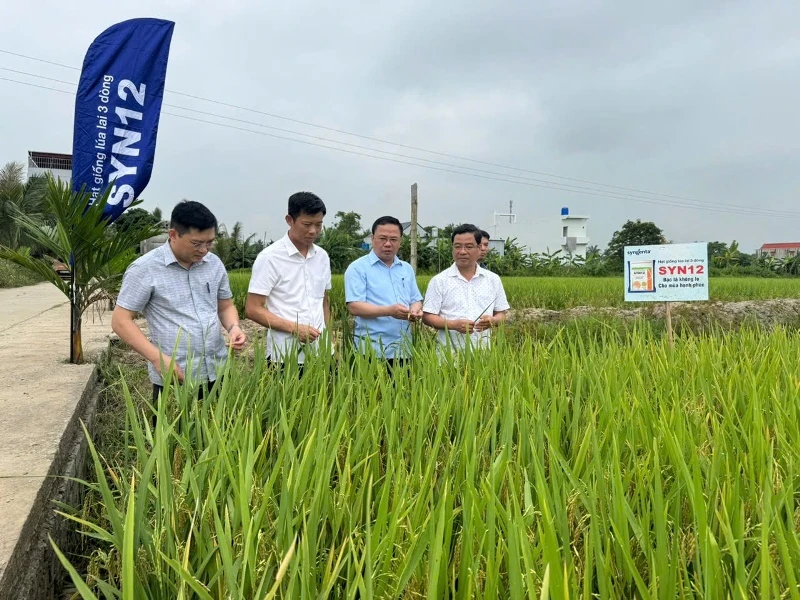 Hội thảo đánh giá giống lúa lai 3 dòng SYN 12