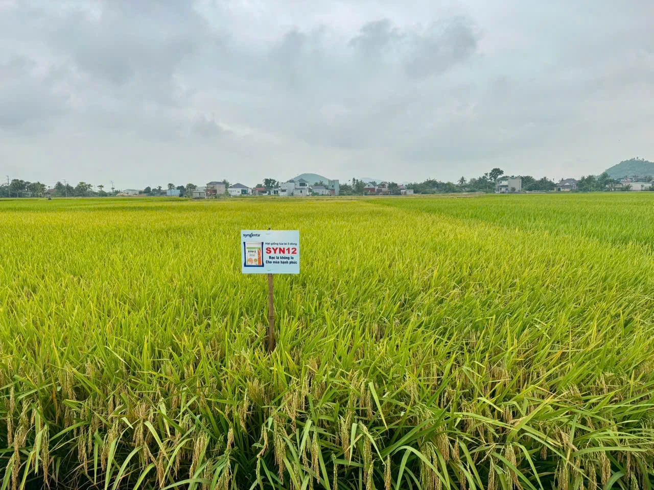 Hội thảo đánh giá giống lúa lai 3 dòng SYN 12