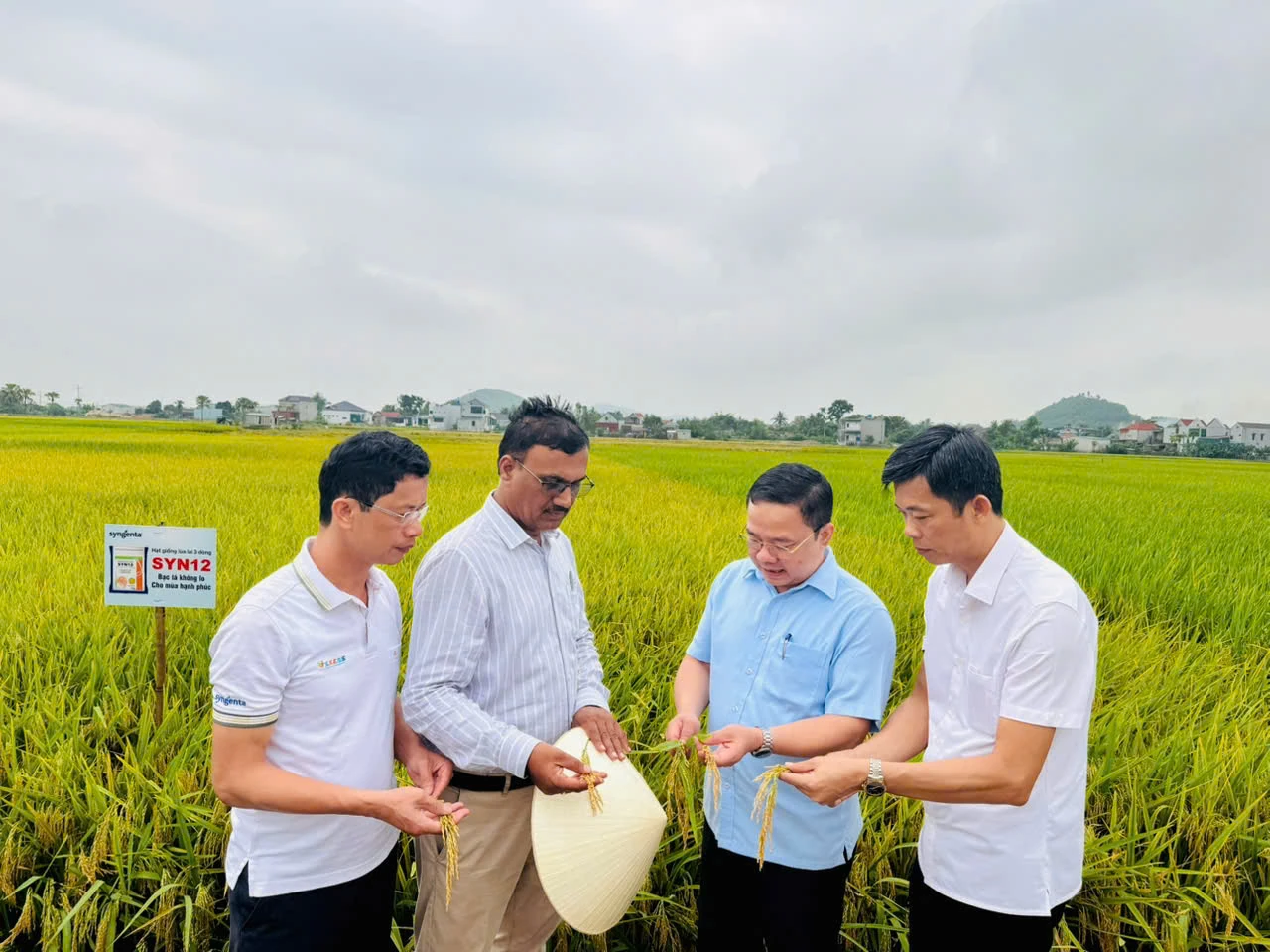 Hội thảo đánh giá giống lúa lai 3 dòng SYN 12