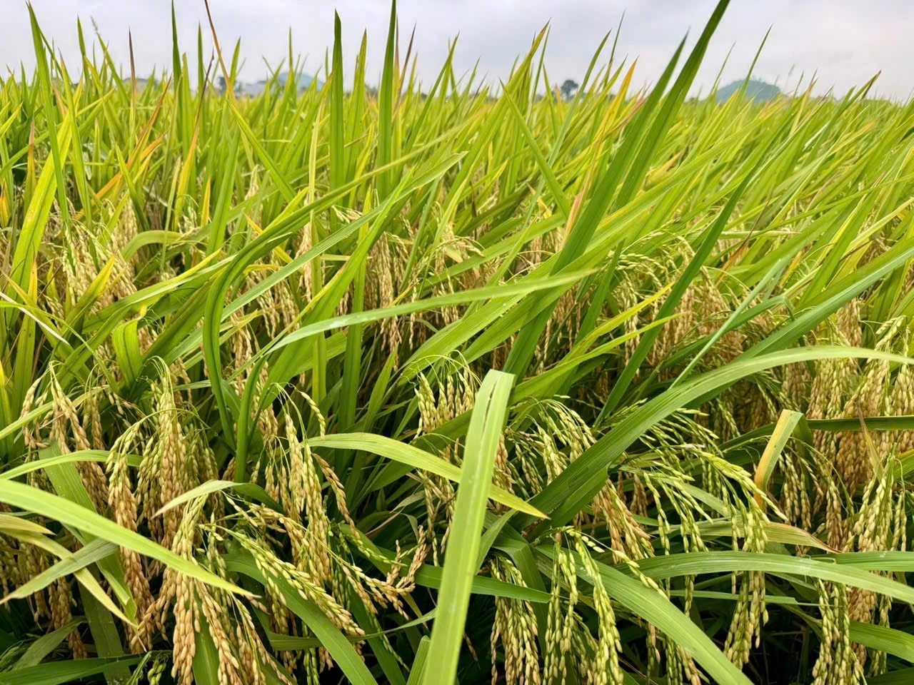 Hội thảo đánh giá giống lúa lai 3 dòng SYN 12