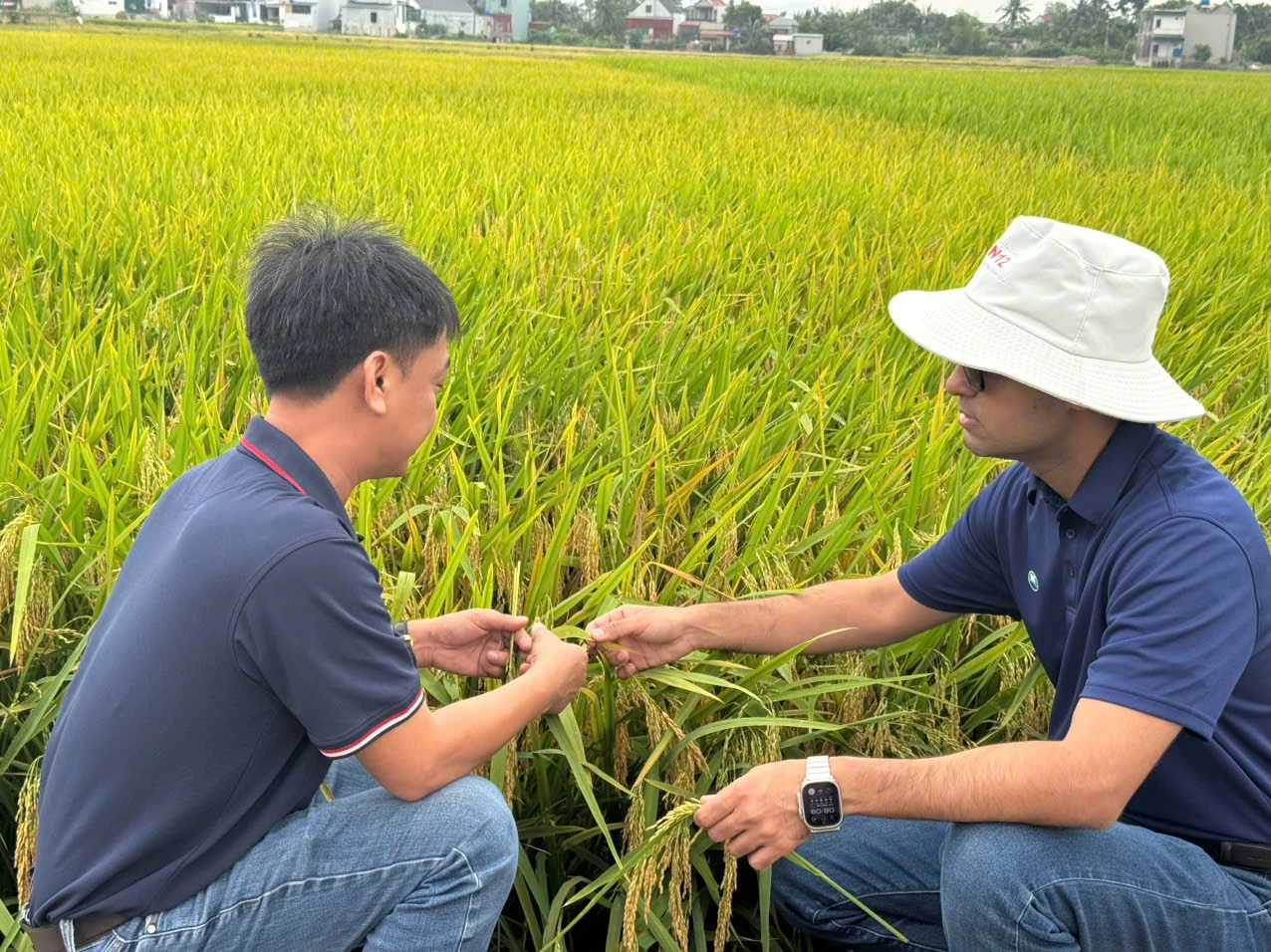 Hội thảo đánh giá giống lúa lai 3 dòng SYN 12