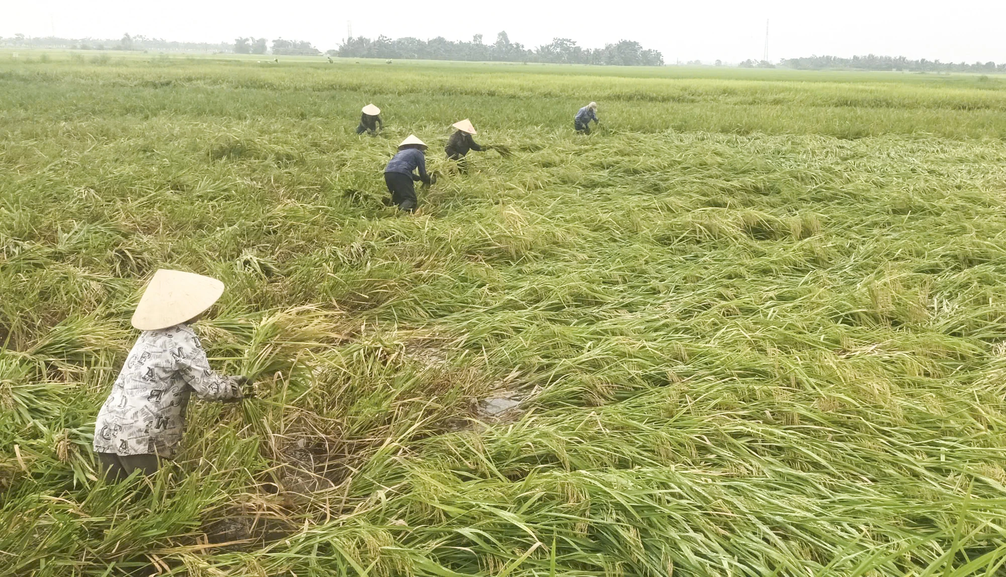 Dông lốc làm gần 306 ha lúa vụ xuân bị gãy, đổ