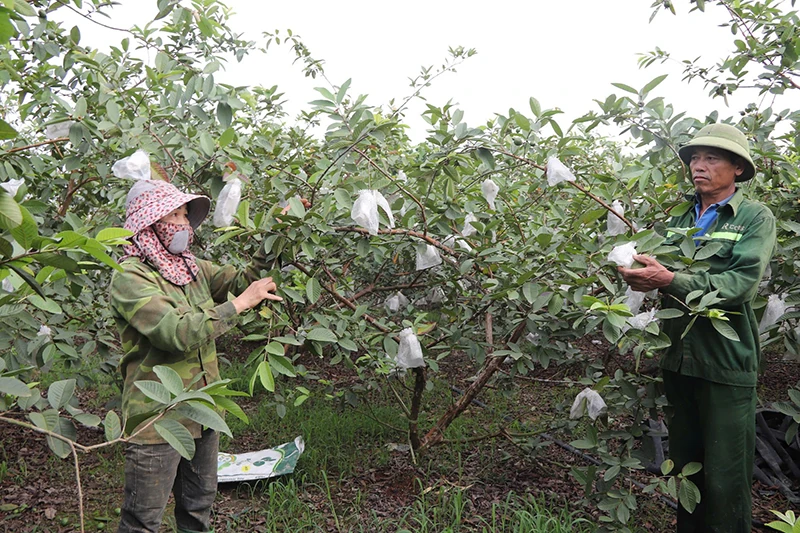Nhận diện lợi thế, xác định hướng đi đúng để Yên Phú phát triển