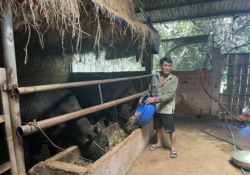 Chế biến thức ăn chăn nuôi từ phụ phẩm trồng trọt