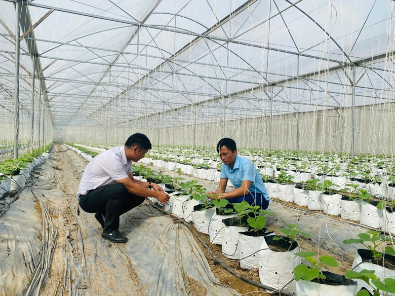 Ứng dụng công nghệ tưới tiết kiệm trong sản xuất nông nghiệp