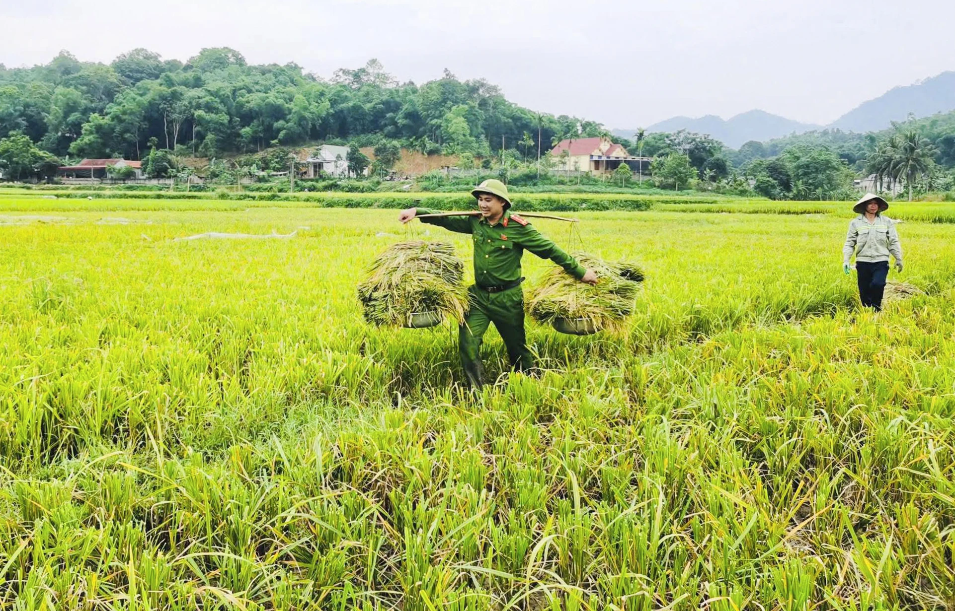 Thắm tình quân dân mùa gặt