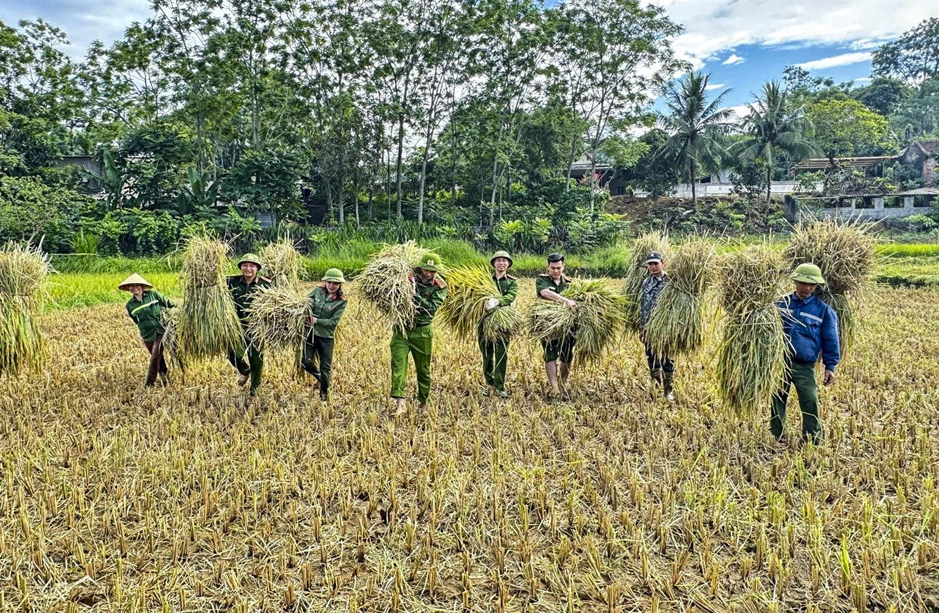 Thắm tình quân dân mùa gặt