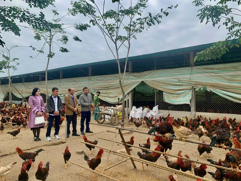 Nông dân Thanh Hóa đẩy mạnh phát triển nông nghiệp theo hướng VietGAP