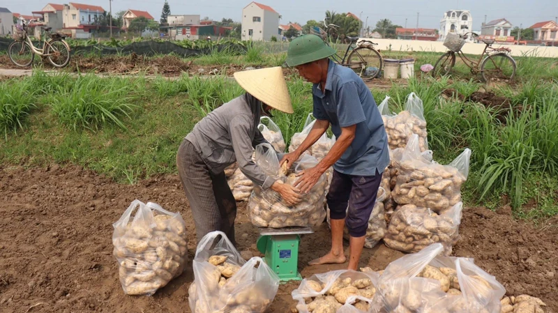 Sản xuất theo đơn đặt hàng - Hướng đi bền vững cho nông sản