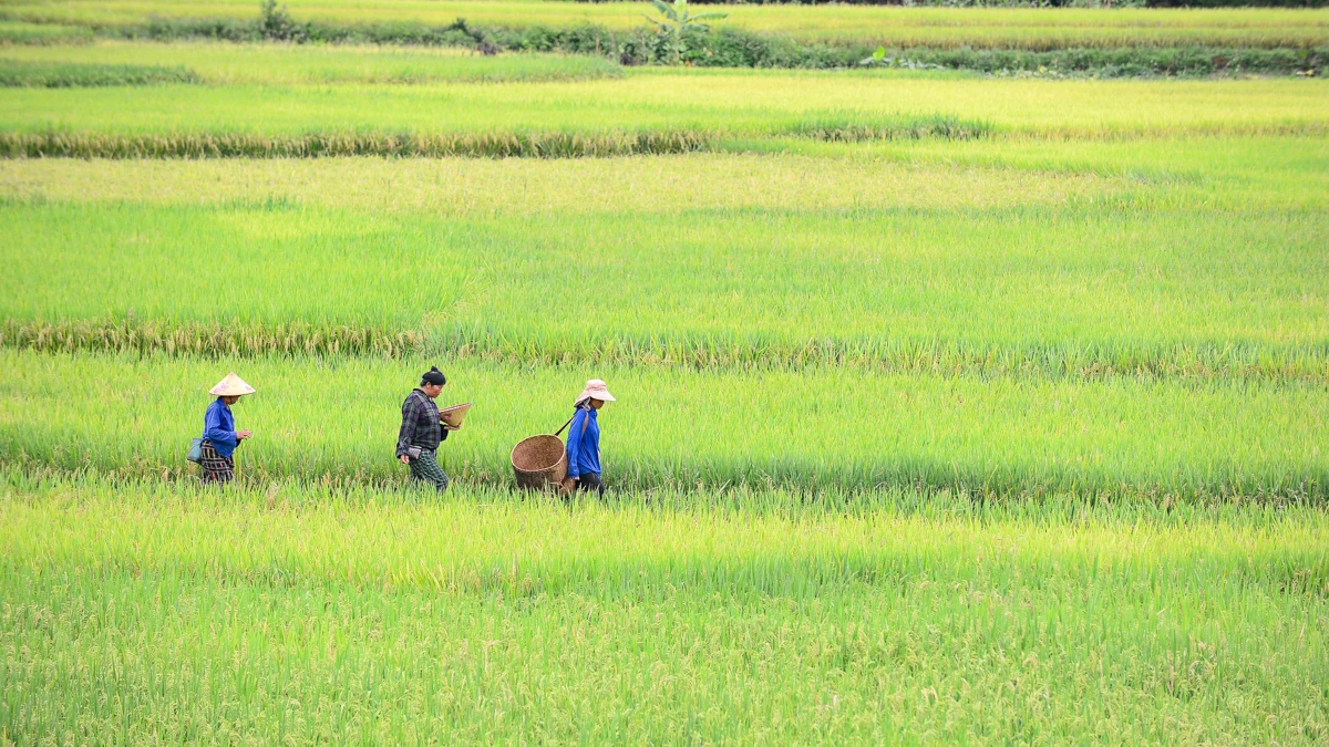 Mùa vàng theo chân người dân vùng cao về bản