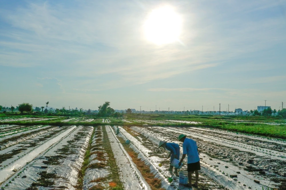 Nông dân nỗ lực chống nóng cho cây trồng