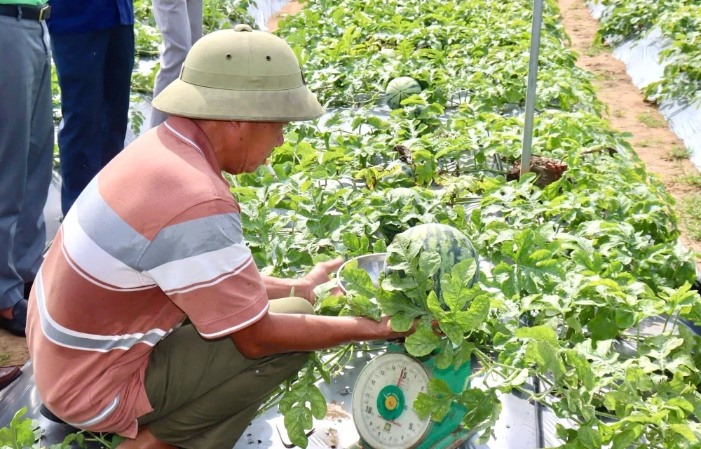 Rộn ràng mùa thu hoạch dưa hấu