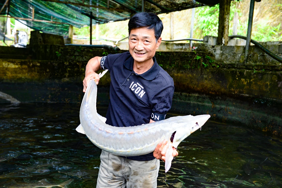 Người đàn ông chi tiền tỷ dẫn nước từ đỉnh Pù Rinh nuôi cá tầm