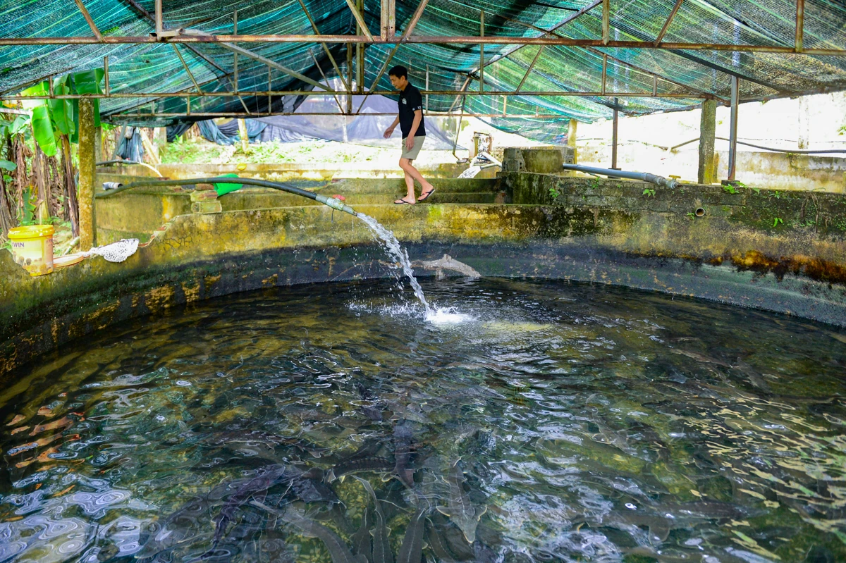 Người đàn ông chi tiền tỷ dẫn nước từ đỉnh Pù Rinh nuôi cá tầm